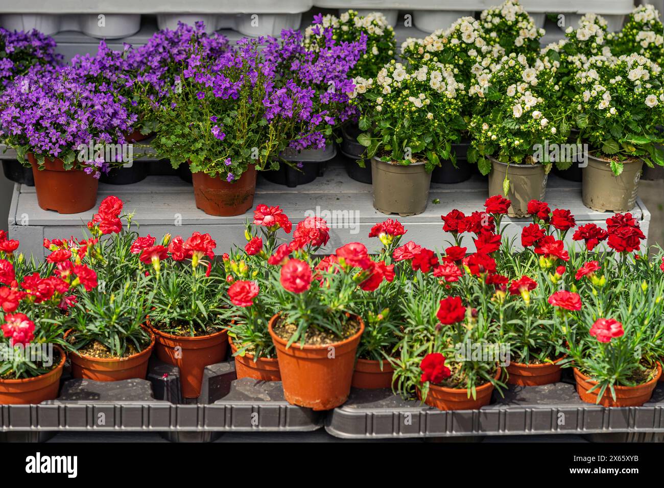 Plants de fleurs dans des pots debout sur des étagères de centre de fleurs à vendre. Aménagement paysager de la maison et du jardin Banque D'Images