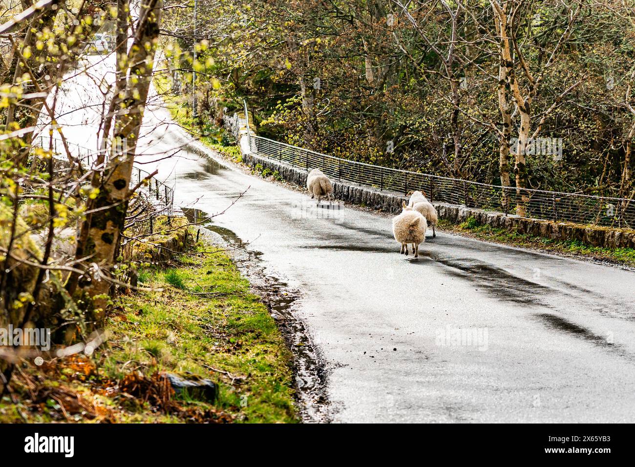 Trois moutons qui courent sur la route Banque D'Images