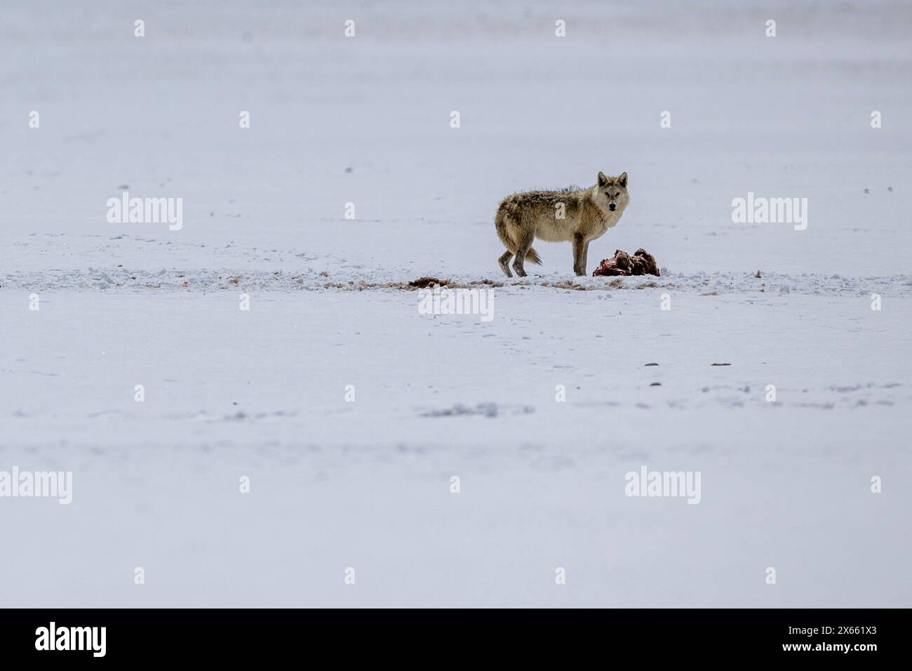 Nagqu. 9 mai 2024. Cette photo prise le 9 mai 2024 montre un loup dans la réserve naturelle nationale de Changtang dans le comté de Nyima de la ville de Nagqu, dans la région autonome de Xizang, au sud-ouest de la Chine. Surnommée le « paradis des animaux sauvages », la réserve naturelle nationale de Changtang abrite plus de 30 espèces d'animaux sauvages répertoriées dans le catalogue de protection national de la Chine, y compris des antilopes tibétaines et des yaks sauvages. Crédit : Jiang Fan/Xinhua/Alamy Live News Banque D'Images