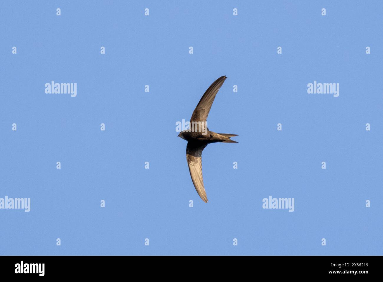 SWIFT, Apus apus , Royaume-Uni Banque D'Images