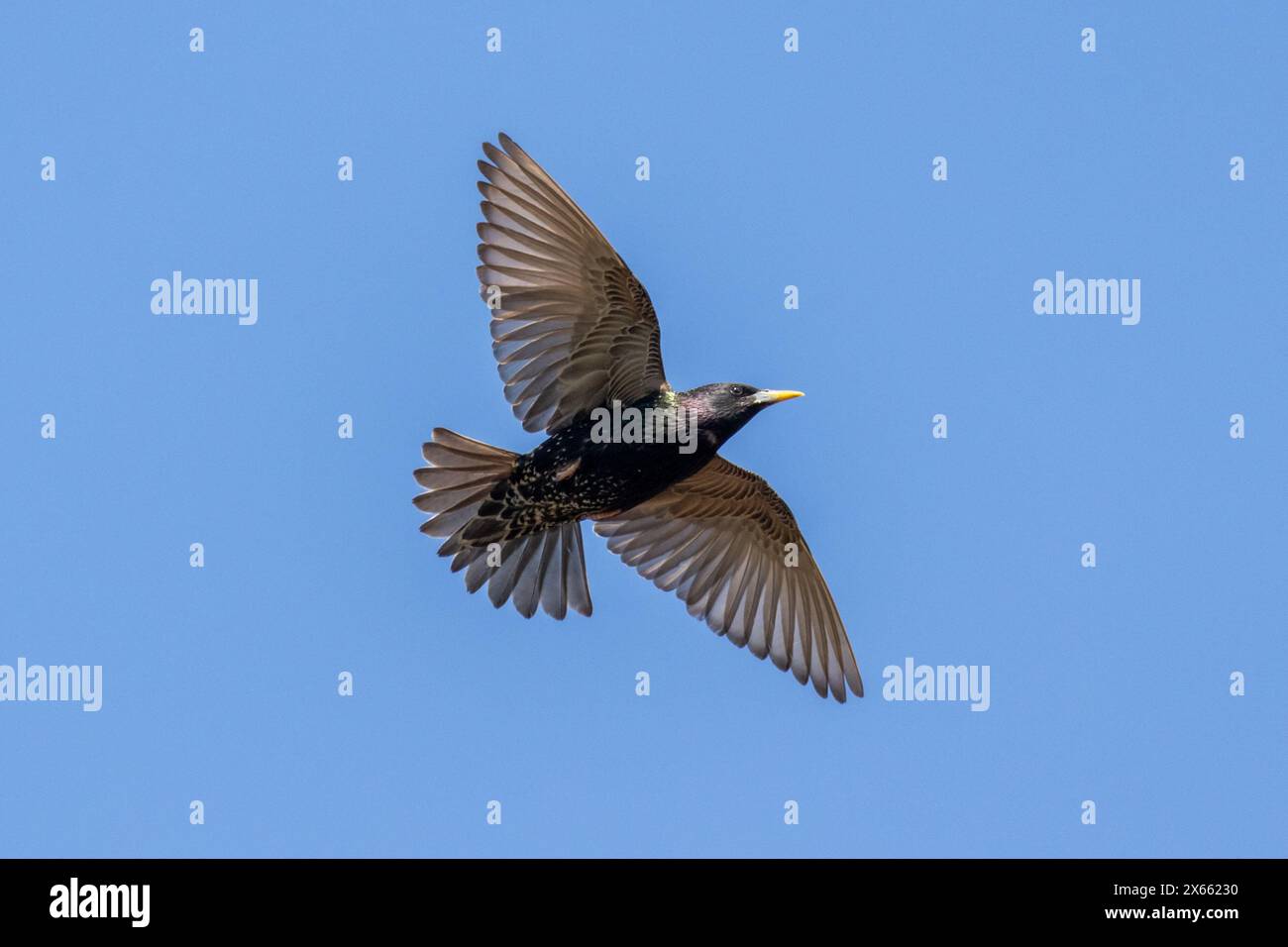 Starling, Sturnus vulgaris, volant avec les ailes déployées, Royaume-Uni Banque D'Images