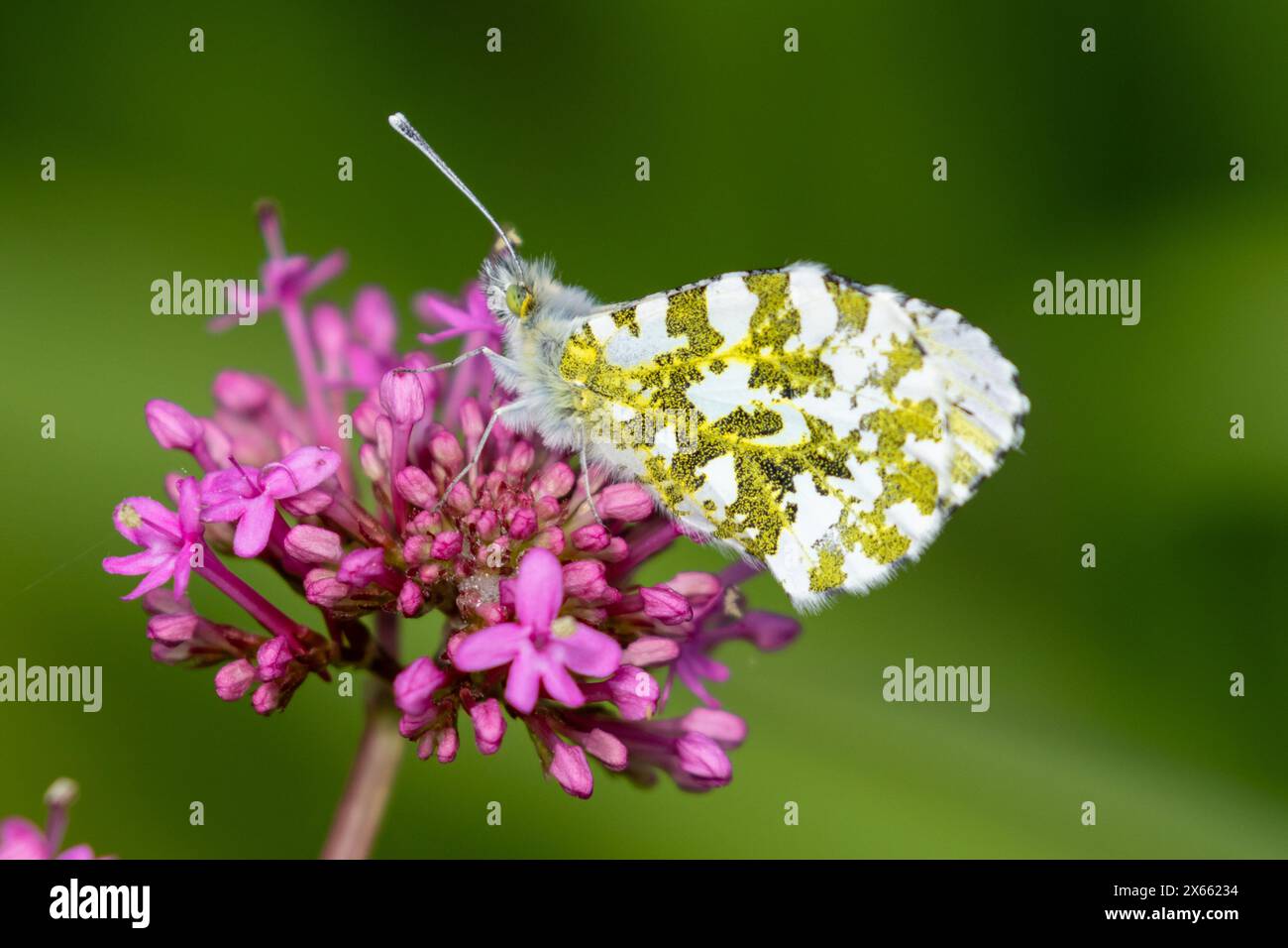 Femelle papillon orange, cardamines Anthocharis, se nourrissant d'une fleur de valériane rouge. Sussex UK Banque D'Images