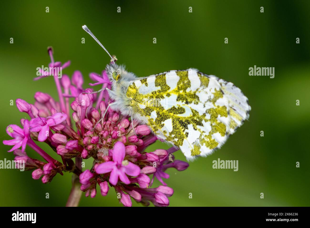 Femelle papillon orange, cardamines Anthocharis, se nourrissant d'une fleur de valériane rouge. Sussex UK Banque D'Images