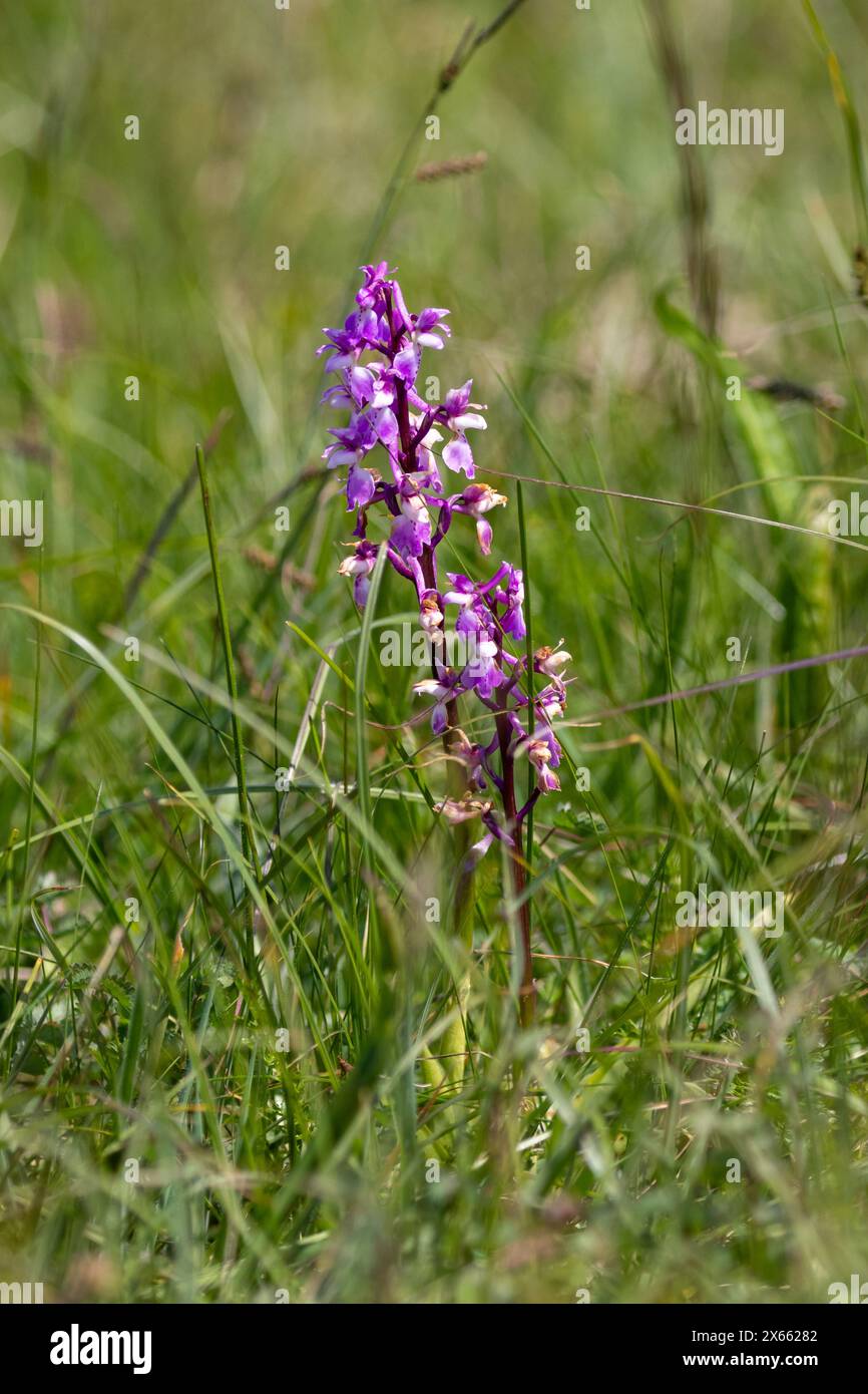 Orchidées violettes précoces, Orchis mascula, Sussex, Royaume-Uni Banque D'Images Orchidées violettes précoces, Orchis mascula, Sussex, Royaume-Uni Banque D'Images