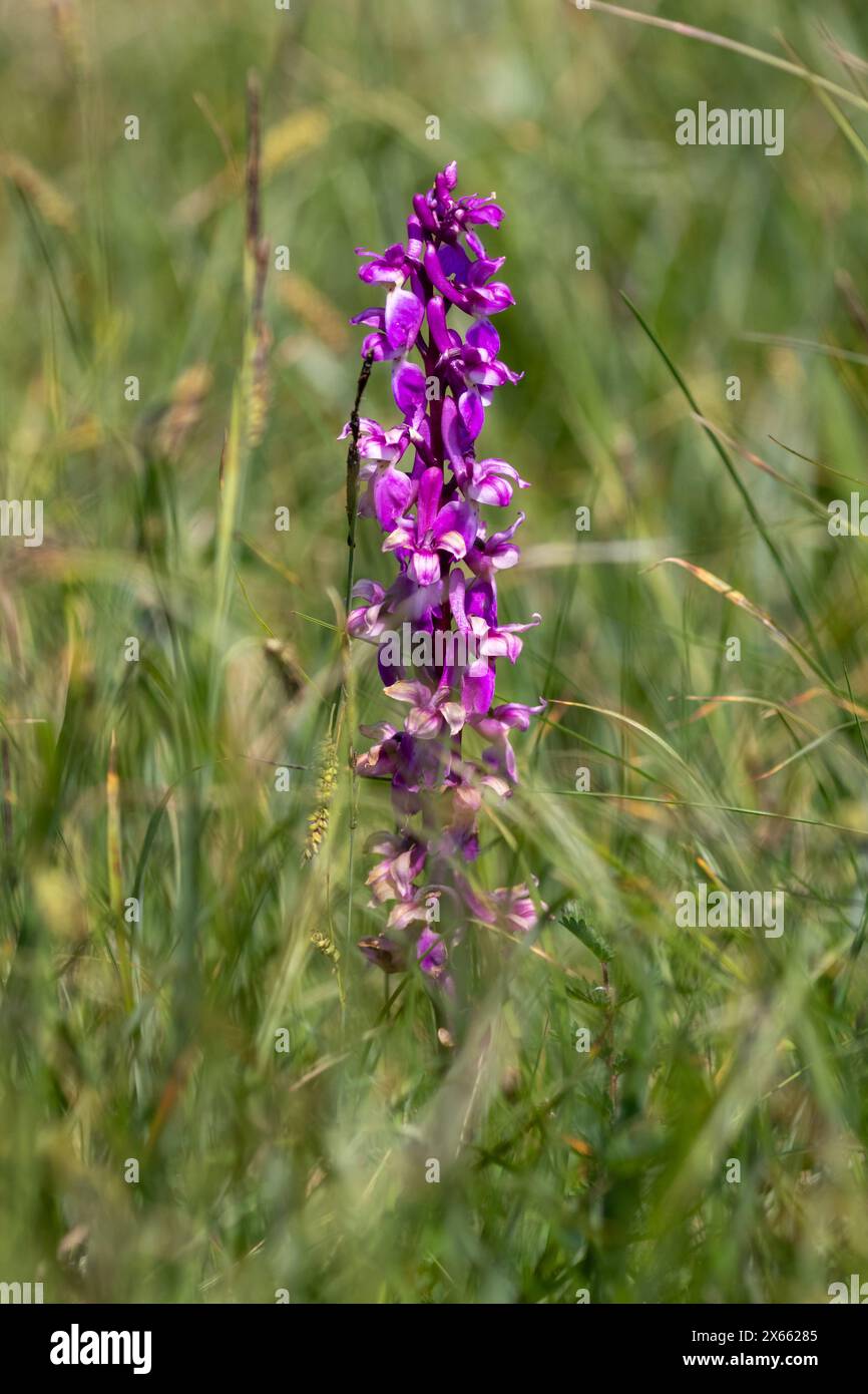 Orchidées violettes précoces, Orchis mascula, Sussex, Royaume-Uni Banque D'Images Orchidées violettes précoces, Orchis mascula, Sussex, Royaume-Uni Banque D'Images