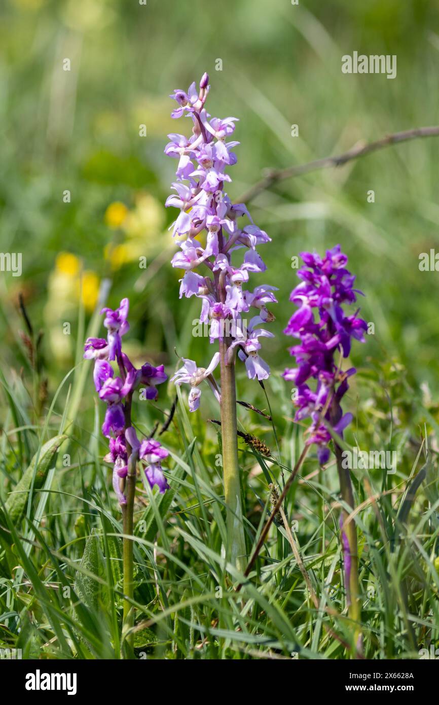 Orchidées violettes précoces, Orchis mascula, Sussex, Royaume-Uni Banque D'Images Orchidées violettes précoces, Orchis mascula, Sussex, Royaume-Uni Banque D'Images
