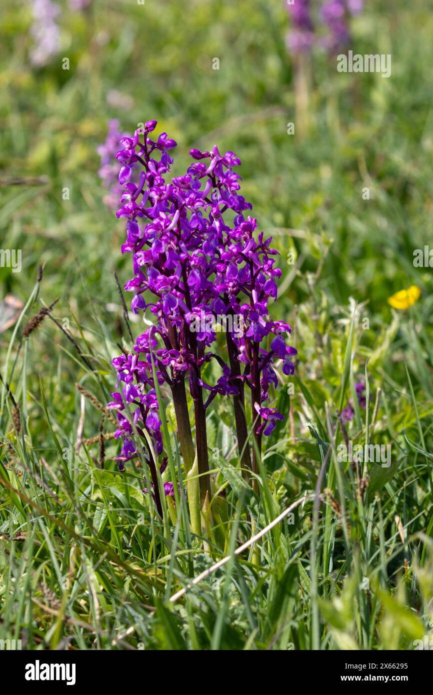 Orchidées violettes précoces, Orchis mascula, Sussex, Royaume-Uni Banque D'Images Orchidées violettes précoces, Orchis mascula, Sussex, Royaume-Uni Banque D'Images
