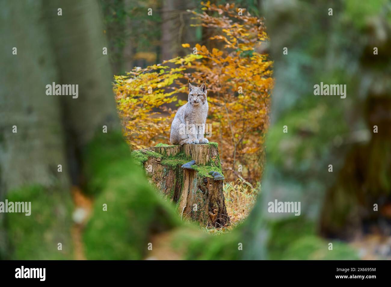 Lynx eurasien (Lynx lynx), assis sur le tronc d'arbre dans la forêt d'automne Banque D'Images