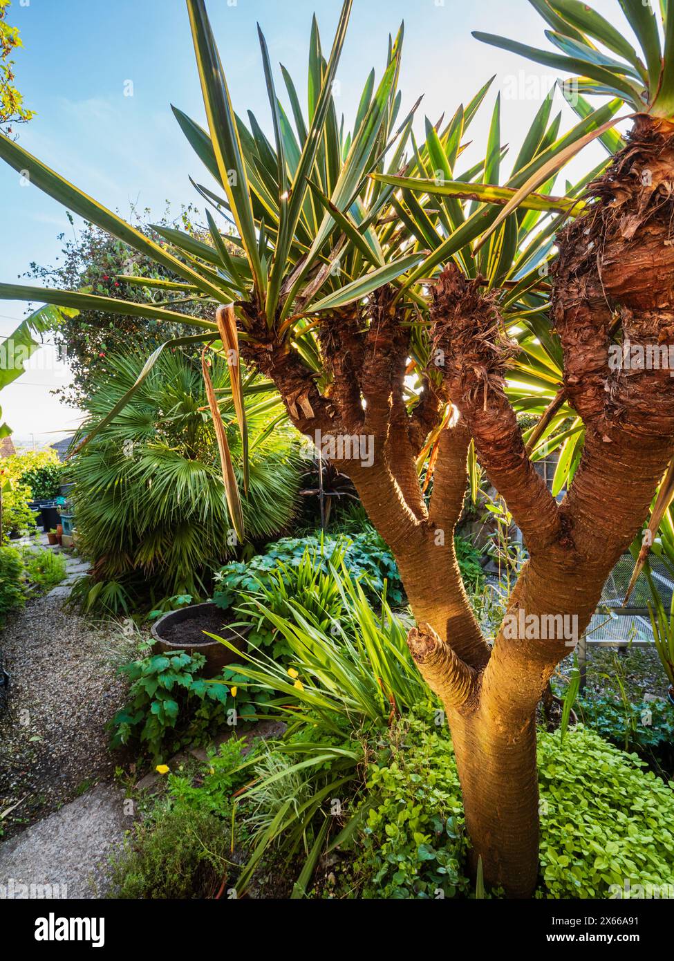 Multi tête robuste à feuilles persistantes Yucca gloriosa 'Variegata' dans la lumière du soleil du soir dans un jardin exotique de Plymouth, Royaume-Uni Banque D'Images