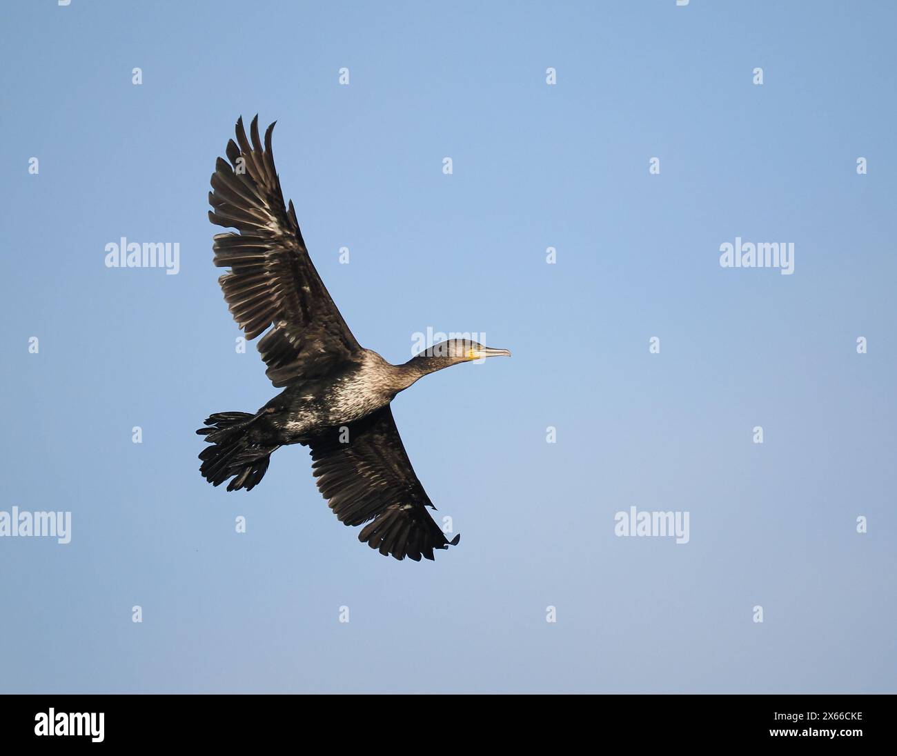 Ce jeune oiseau ne se reproduisait pas car en mai, il était encore trouvé dans le coq d'hiver, alors que les adultes seraient déjà sur les sites de reproduction. Banque D'Images