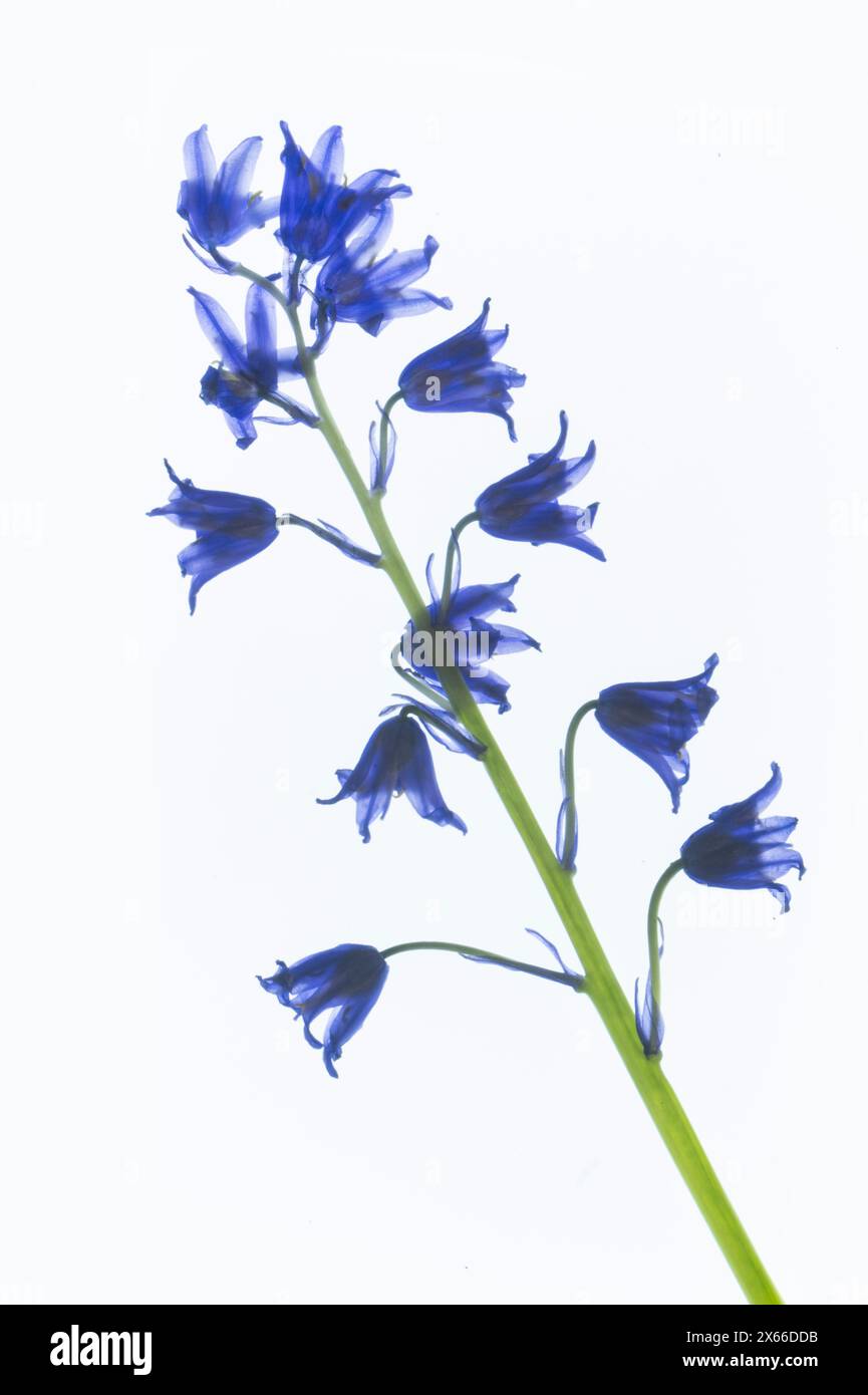 Bluebell espagnole transilluminated sur fond blanc Banque D'Images