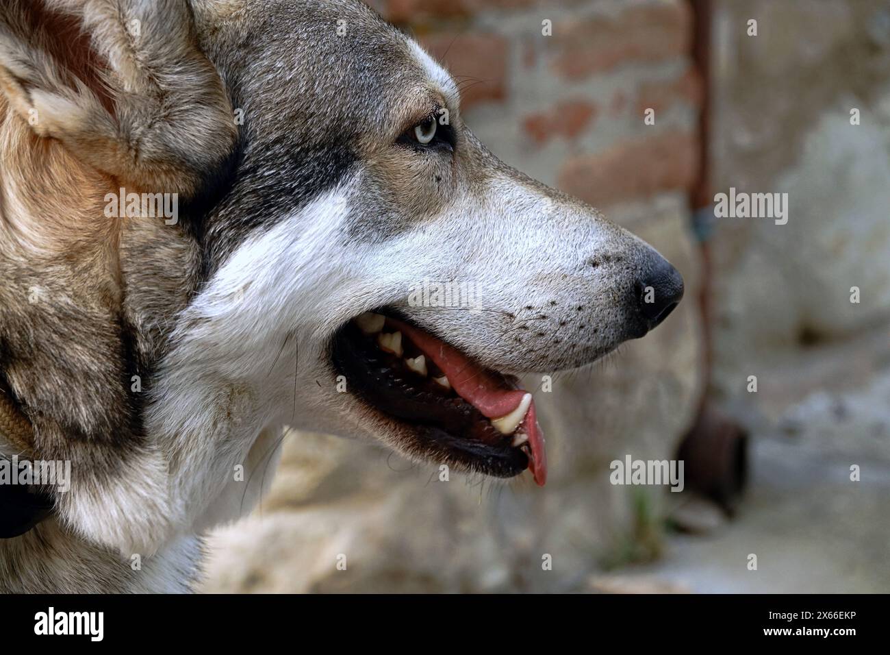 Photo gros plan portrait du museau d'un chien loup tchécoslovaque Banque D'Images