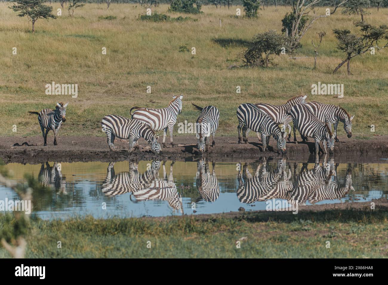 Zèbres reflétés au point d'eau dans la savane kenyane Banque D'Images