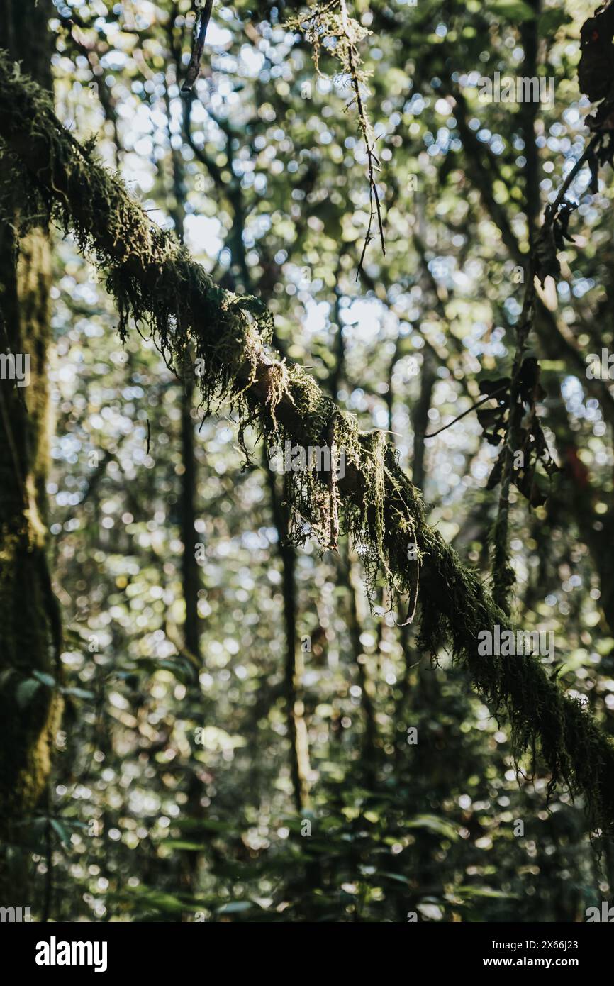 Branche d'arbre couverte de mousse ensoleillée dans une forêt dense Banque D'Images