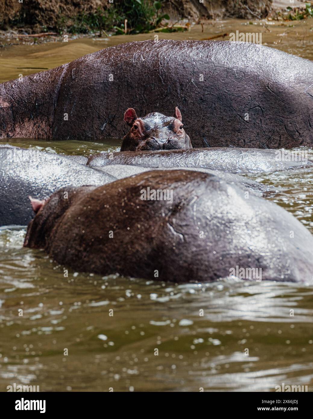 Hippopotame dans le canal de Kazinga dans le parc national Queen Elizabeth, Ouganda, Banque D'Images