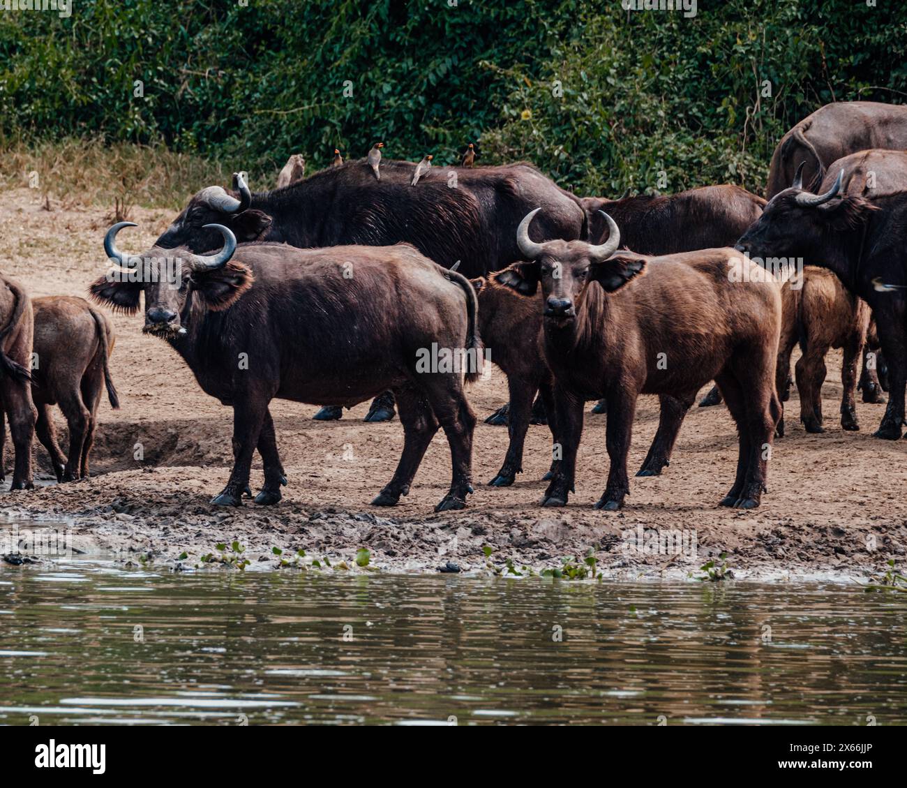 Troupeau de buffles africains se rassemblant dans un point d'eau ougandais Banque D'Images