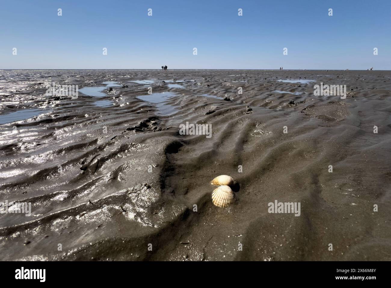 13.05.2024 Ablaufendes Wasser und Ebbe in Büsum im Landkreis Dithmarschen in Schleswig-Holstein. Eine Miesmuschel liegt im Watt. IM Hintergrund laufen Wanderer. Büsum Schleswig-Holstein Deutschland *** 13 05 2024 décharge d'eau et marée basse à Büsum dans le district de Dithmarschen dans le Schleswig Holstein Une moule se trouve dans les vasières en arrière-plan marcheurs Büsum Schleswig Holstein Allemagne Banque D'Images