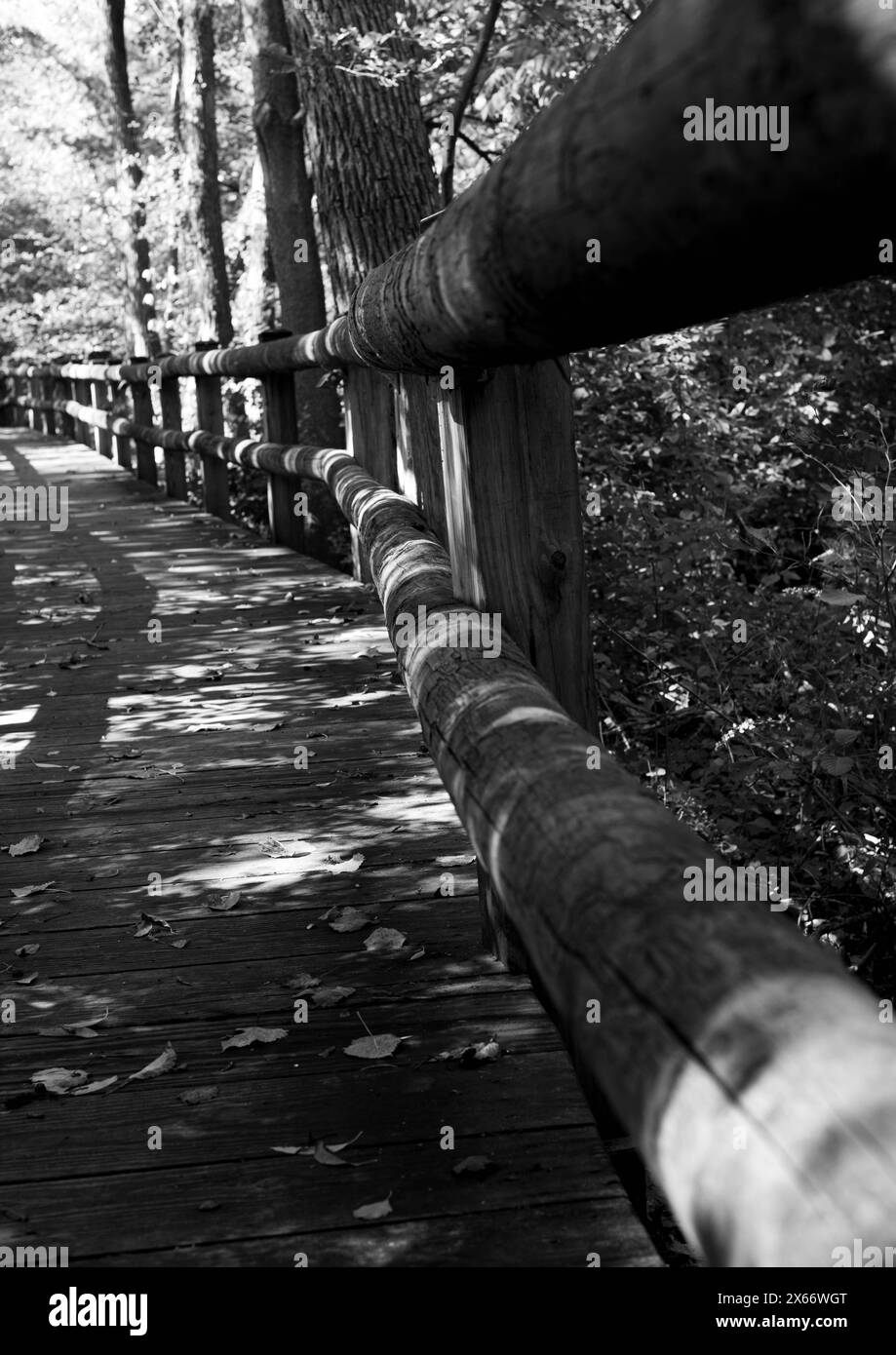 Train forestier avec clôture de branche d'arbre Banque D'Images