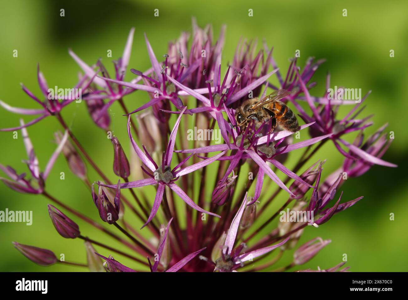 Printemps UK, abeille sur Allium Flowerhead Banque D'Images