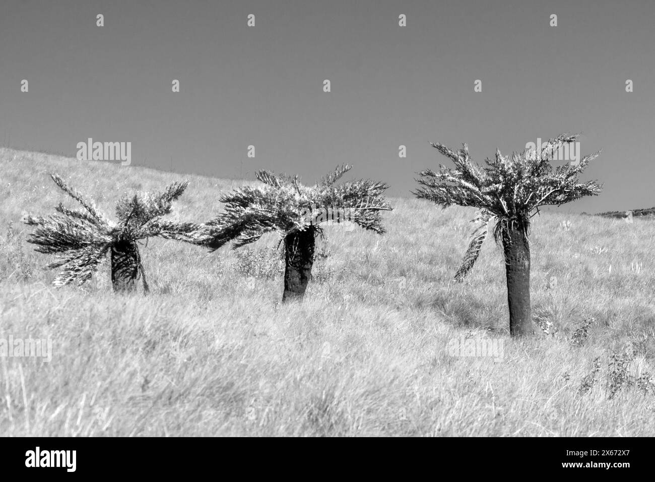 Trois araignerges communes, Cyathea dregei, en noir et blanc poussant le long d'une ligne de drainage dans les prairies Afromontane des montagnes du Drakensberg Banque D'Images