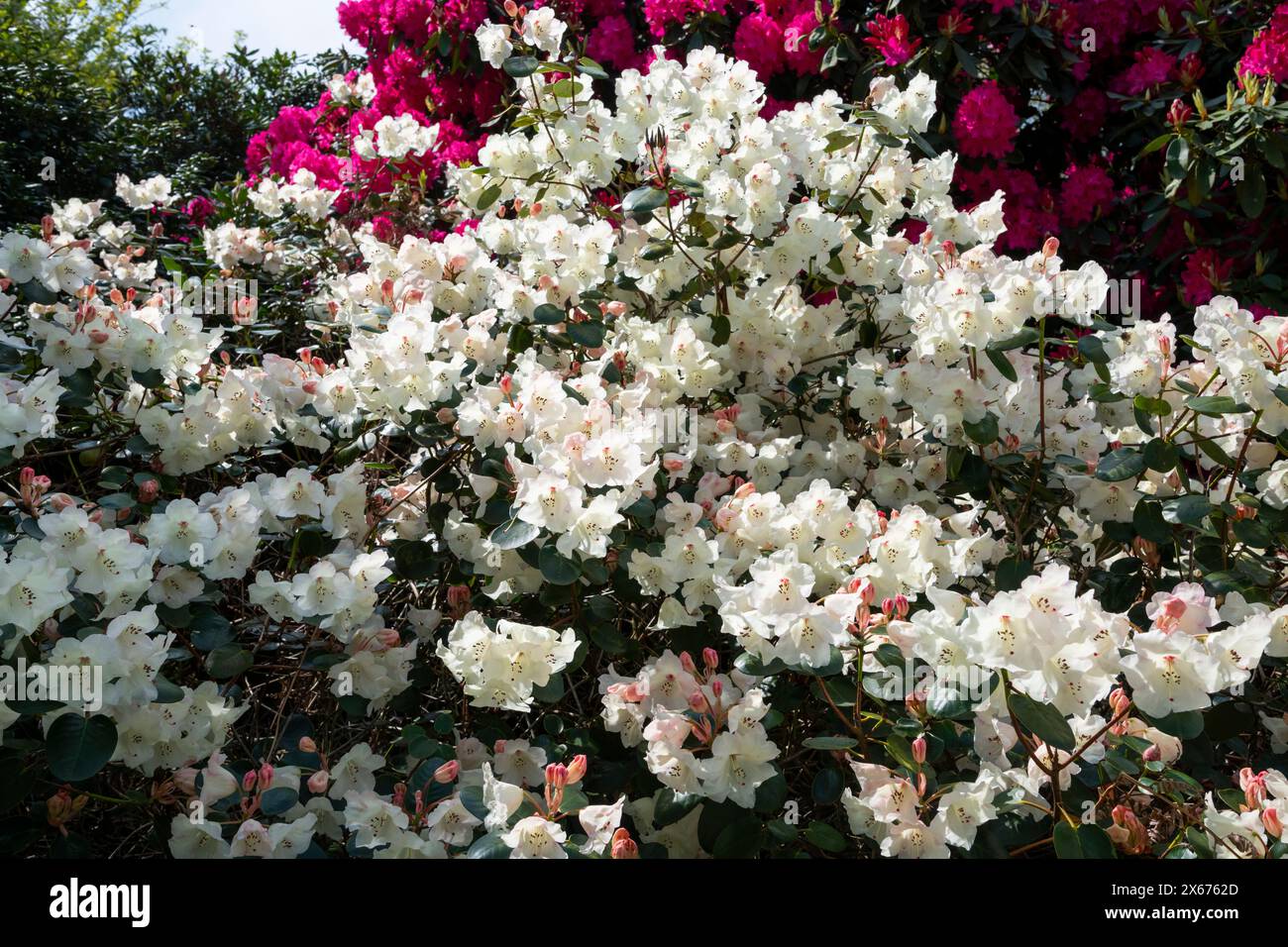 Beau Rhododendron blanc avec des fleurs en forme de cloche qui brillent dans le soleil de fin de printemps. Banque D'Images