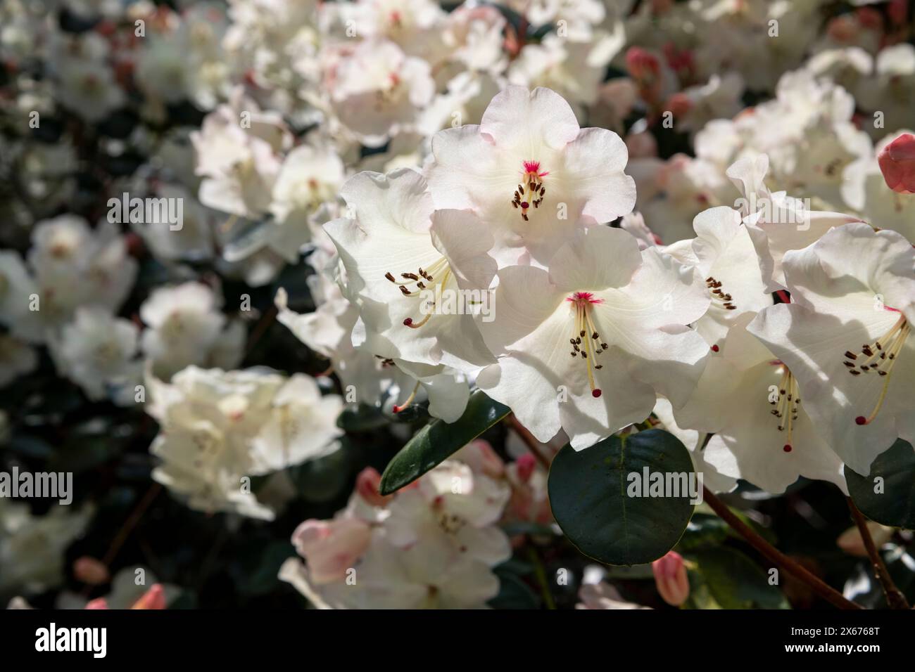 Beau Rhododendron blanc avec des fleurs en forme de cloche qui brillent dans le soleil de fin de printemps. Banque D'Images