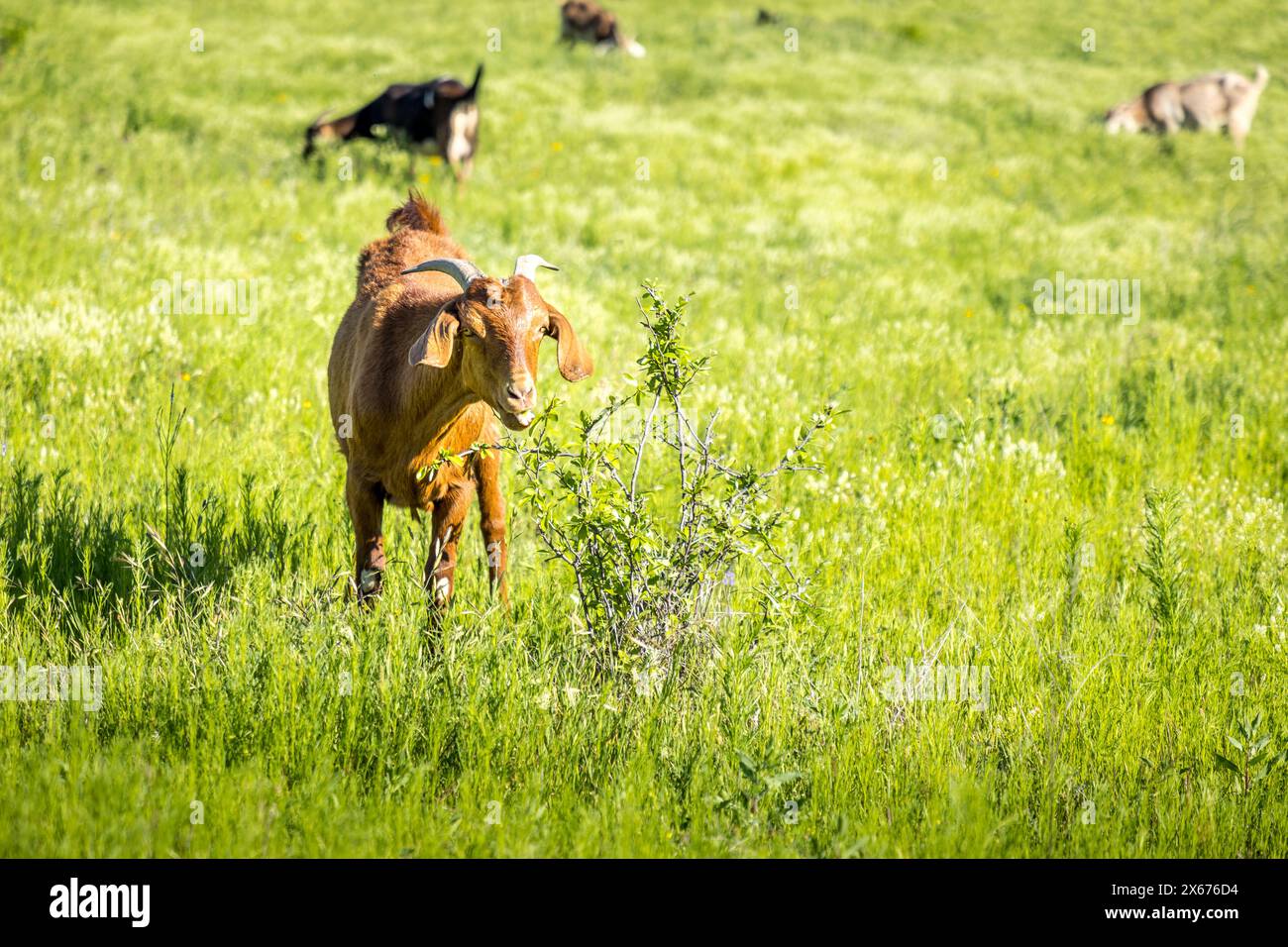 Mignonne chèvre grignotant dans un buisson dans une prairie verdoyante au Texas Banque D'Images