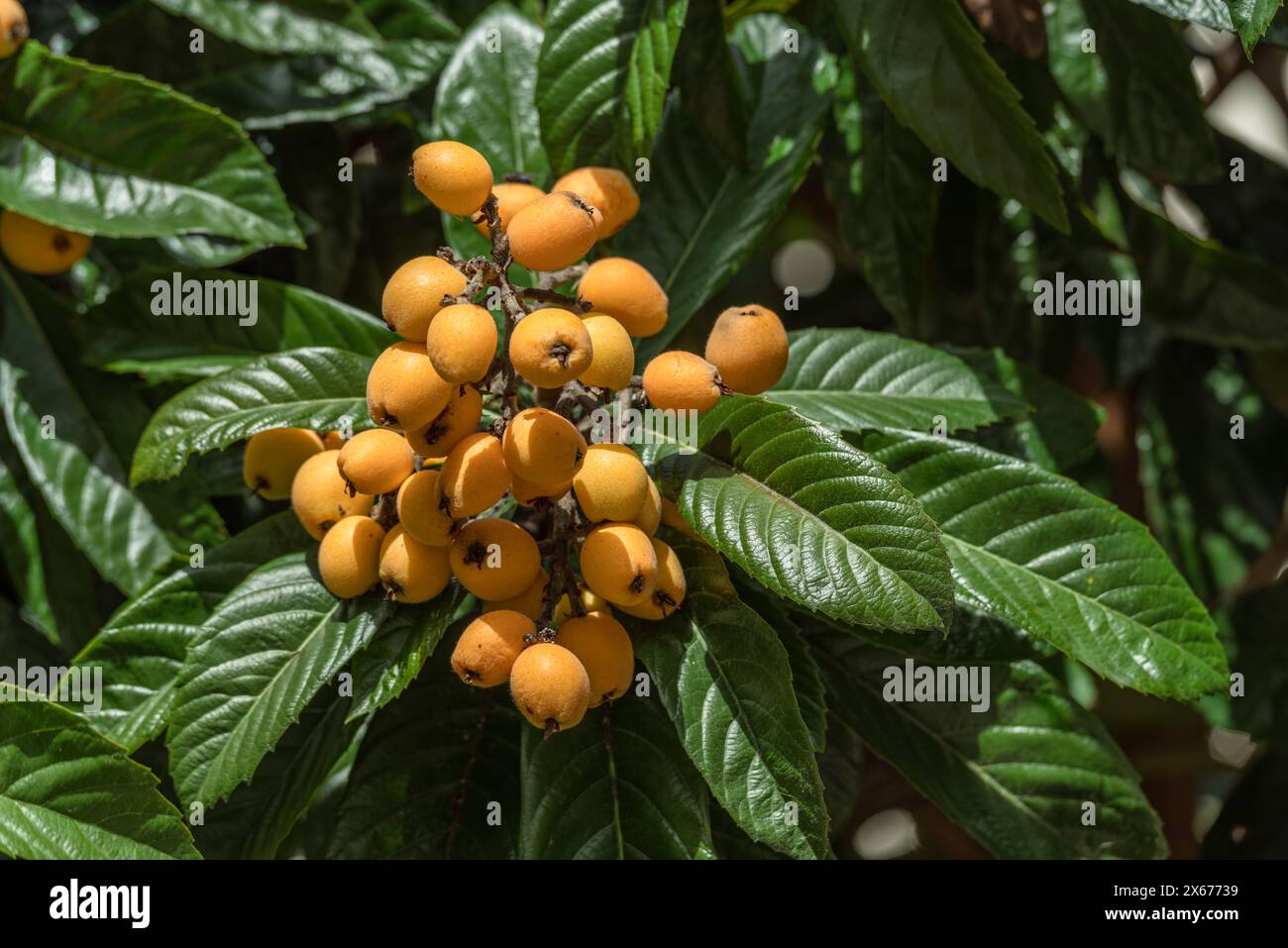 Loquats fruits poussant et mûrissant entre feuillage vert sur arbre en gros plan. Banque D'Images