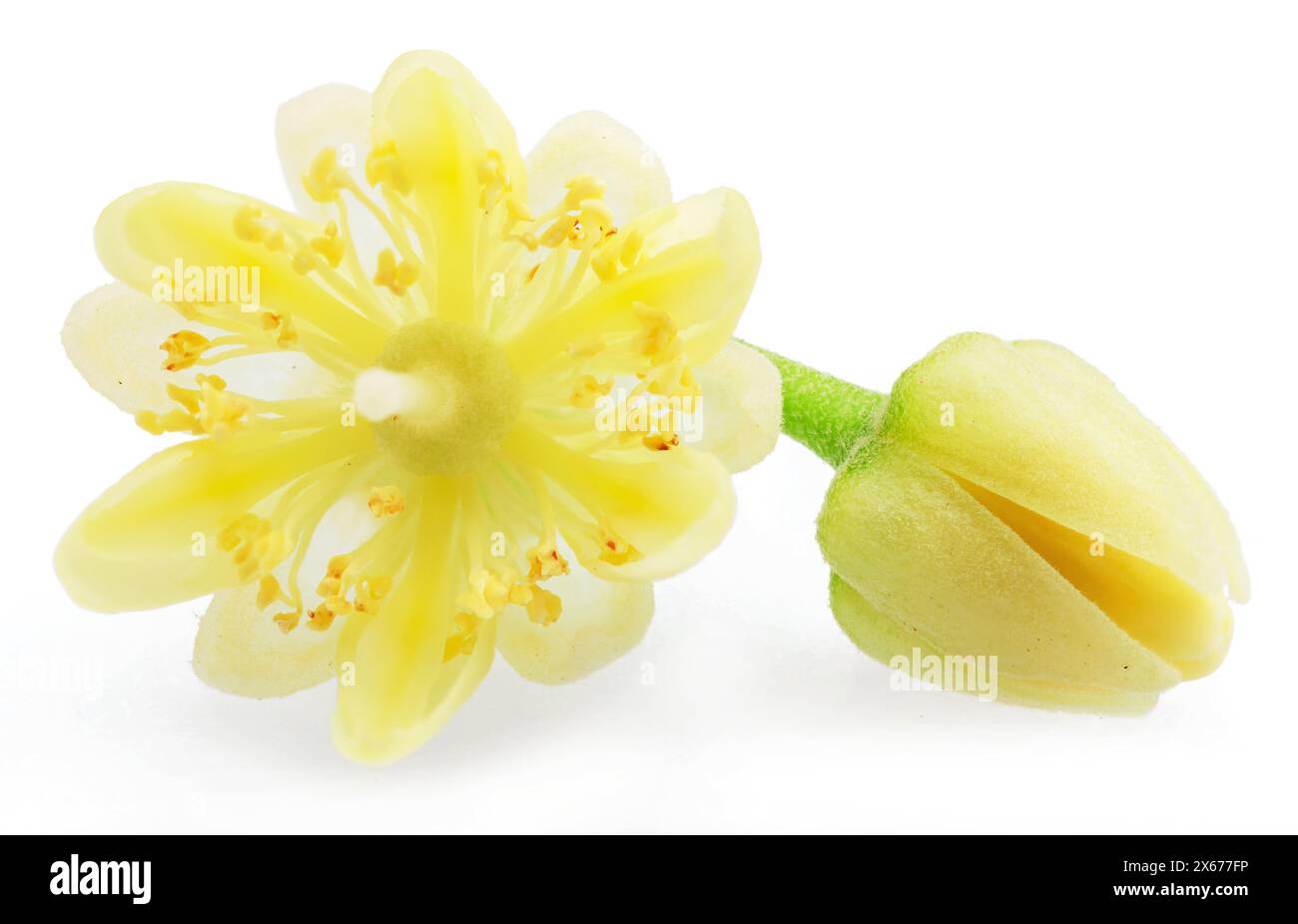 Fleur de Linden isolée sur fond blanc. Banque D'Images
