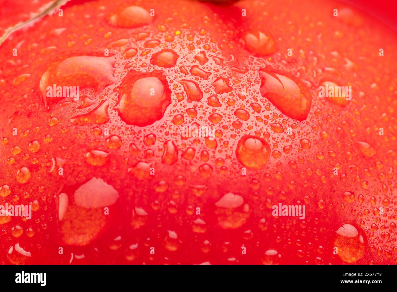 Tomate recouverte de gouttes d'eau en gros plan. Prise de vue macro. Banque D'Images