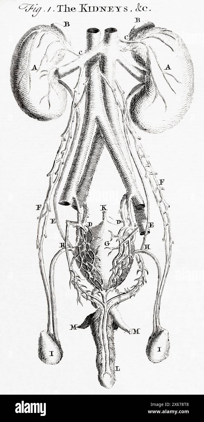 Gravure du XVIIIe siècle par T Jefferys. Les reins. Banque D'Images