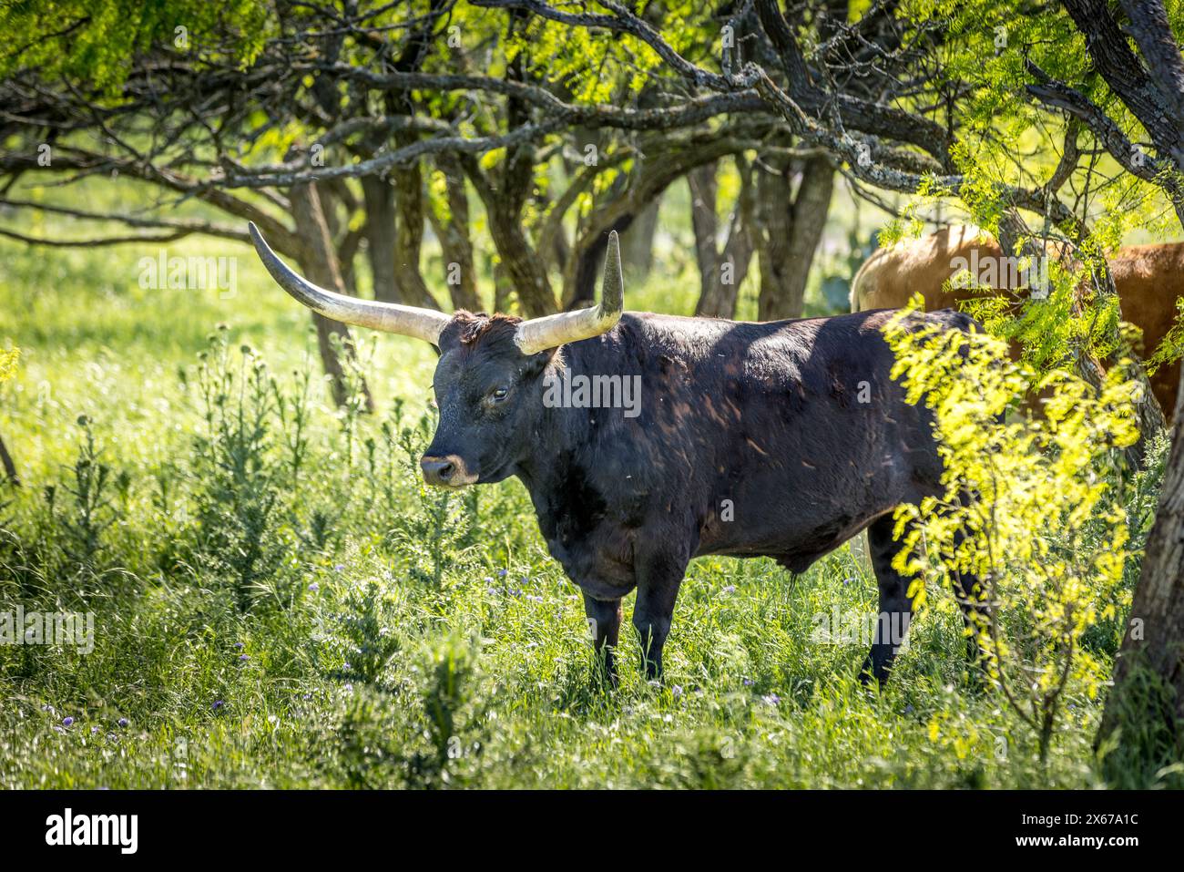 Vache longhorn Texas sur une prairie printanière colorée Banque D'Images