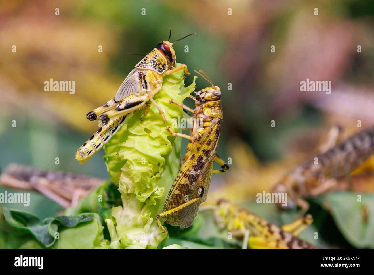 Les criquets pèlerins, Schistocerca gregaria, se trouvent principalement dans les déserts et les zones sèches du nord et de l'est de l'Afrique, de l'Arabie et du sud-ouest de l'Asie. Essaims Banque D'Images