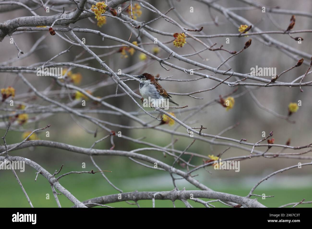 Vue latérale d'un moineau de maison assis sur une branche d'un érable Crimson King, gonflant ses plumes pour se réchauffer, au printemps, à Trevor, Wisconsin Banque D'Images