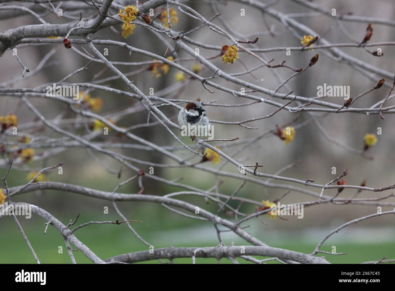 Un moineau de maison assis sur une branche d'un érable Crimson King, gonflant ses plumes pour se réchauffer, au printemps, à Trevor, Wisconsin, États-Unis Banque D'Images