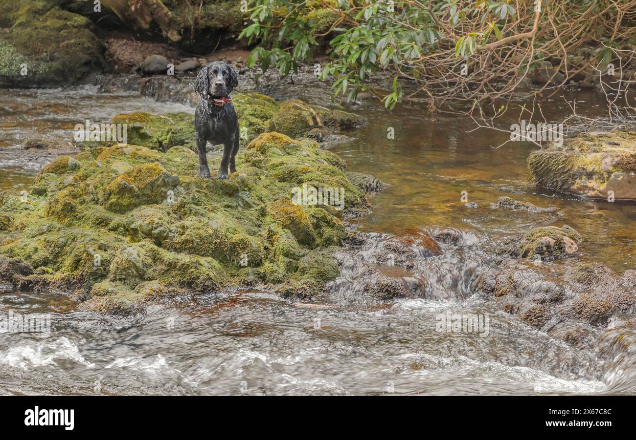L'épagneul noir se tenait au milieu d'une rivière qui coule rapidement sur quelques rochers couverts de mousse Banque D'Images