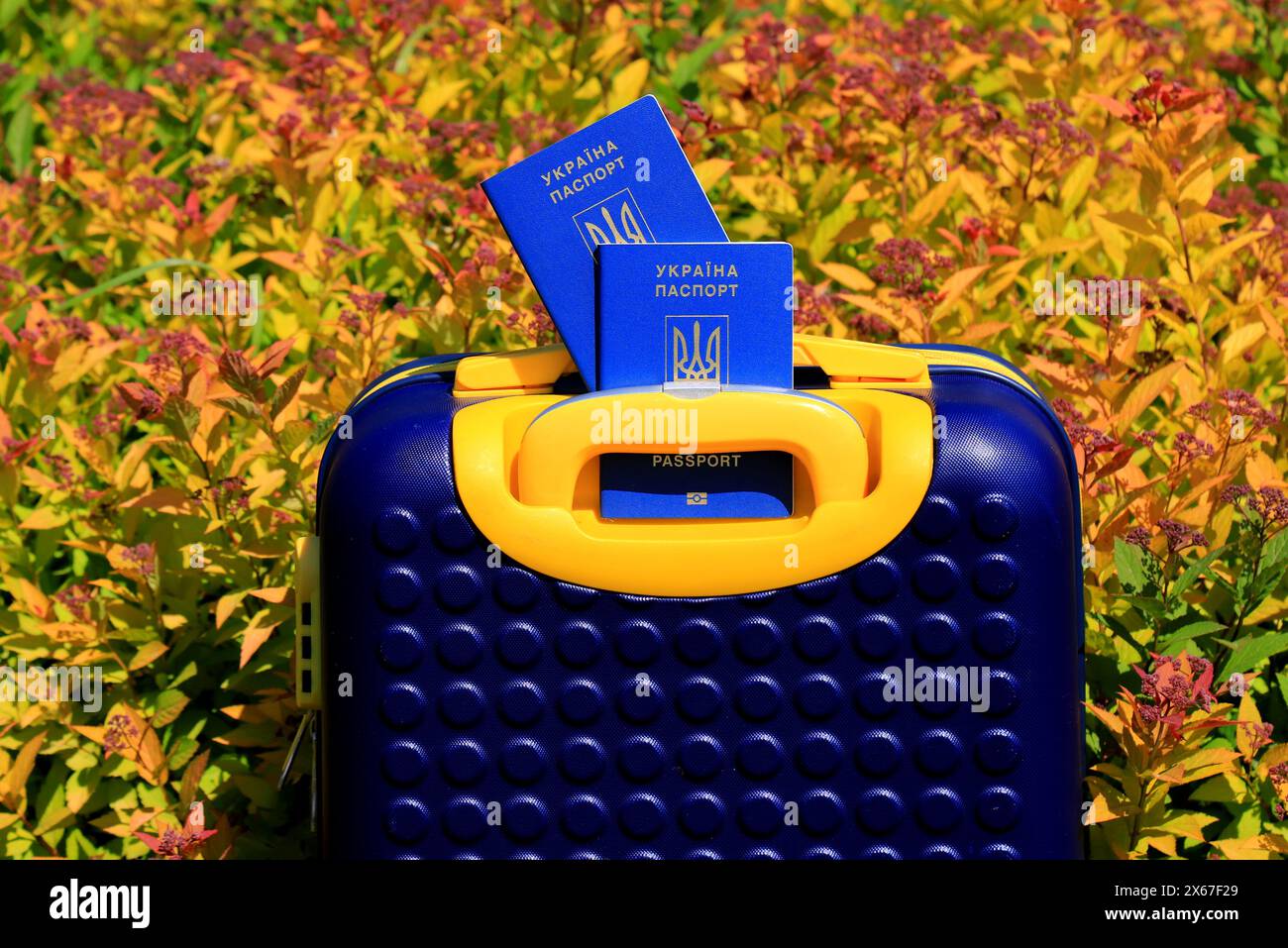 2 passeports Ukraine citoyens avec inscription en ukrainien - passeport de l'Ukraine reposent sur la valise jaune bleu en couleur du drapeau ukrainien. Voyage, refuge Banque D'Images