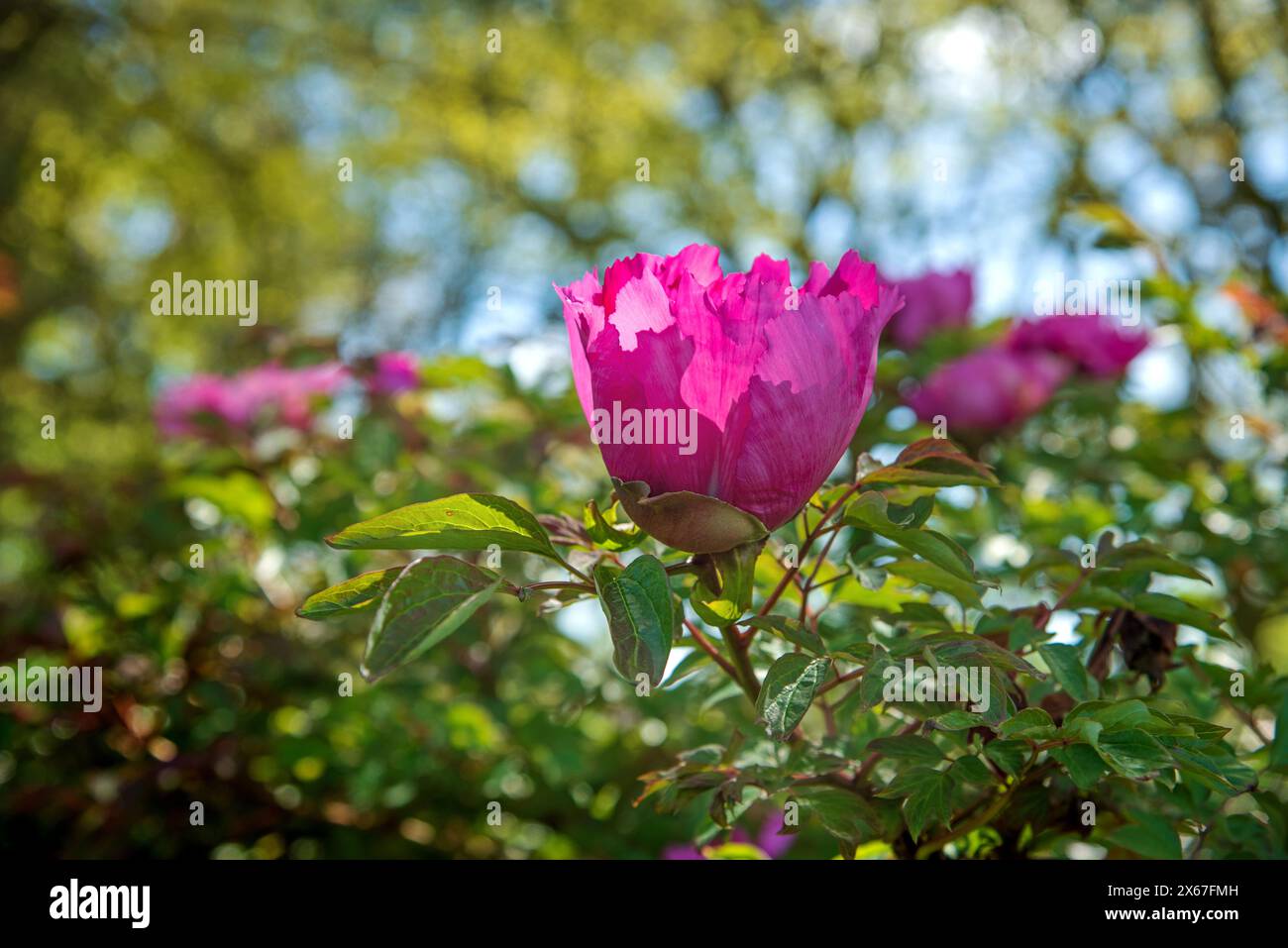 Fleur de pivoine rose dans le jardin par une journée ensoleillée, gros plan, Banque D'Images