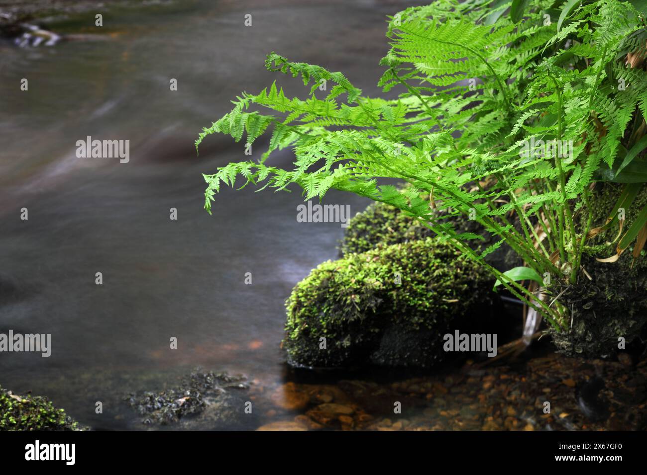 Fougères illuminées par la lumière du soleil poussant le long d'un ruisseau, North Pennines, Teesdale, comté de Durham, Royaume-Uni Banque D'Images