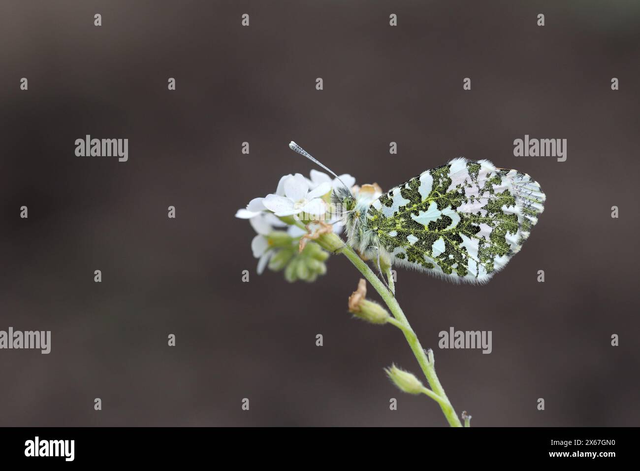 Papillon mâle à pointe orange (Anthocharis cardamines) sur une fleur blanche oubliée dans un habitat de jardin, Teesdale, comté de Durham, Royaume-Uni Banque D'Images