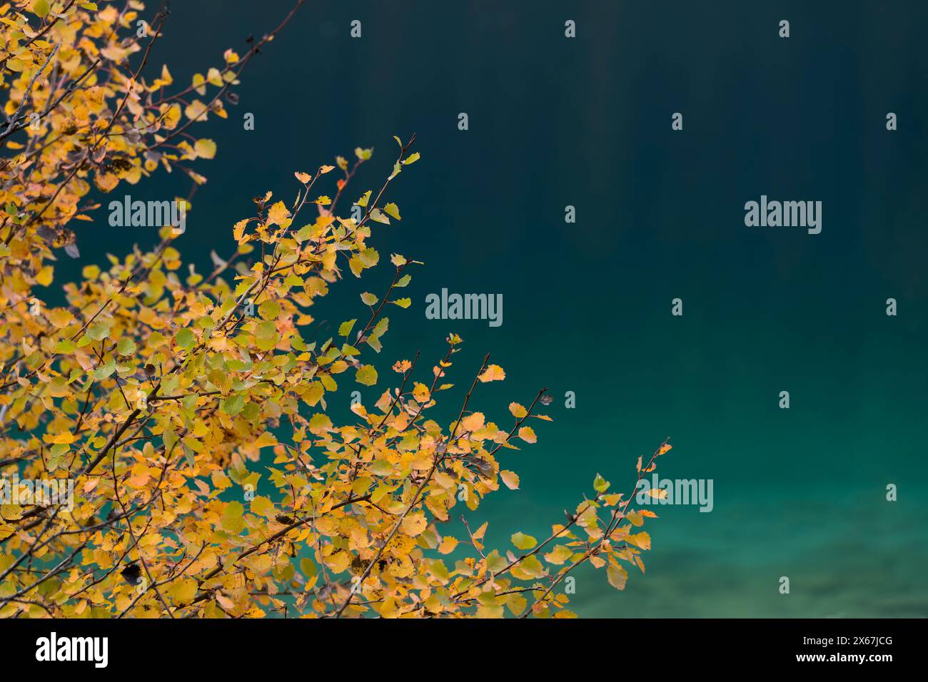 Feuilles jaunes devant l'eau vert émeraude, atmosphère d'automne à Eibsee près de Grainau, Allemagne, Bavière Banque D'Images