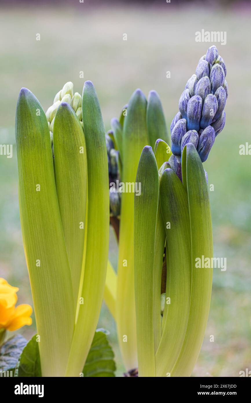 Jacinthe de jardin bleu, jacinthe (Hyacinthe), gros plan Banque D'Images