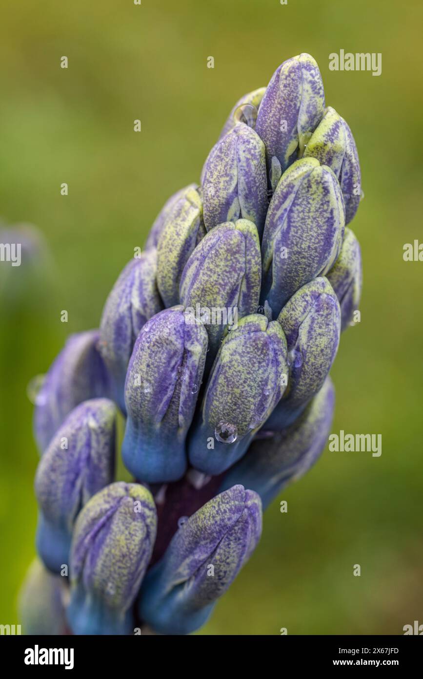 Jacinthe de jardin bleu, jacinthe (Hyacinthe), gros plan Banque D'Images