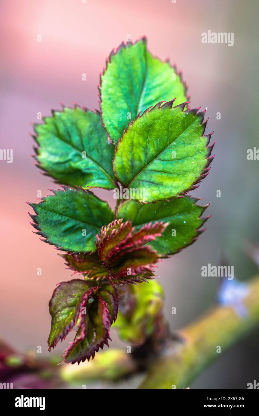 Pétales de roses, pucerons de roses, gros plan Banque D'Images