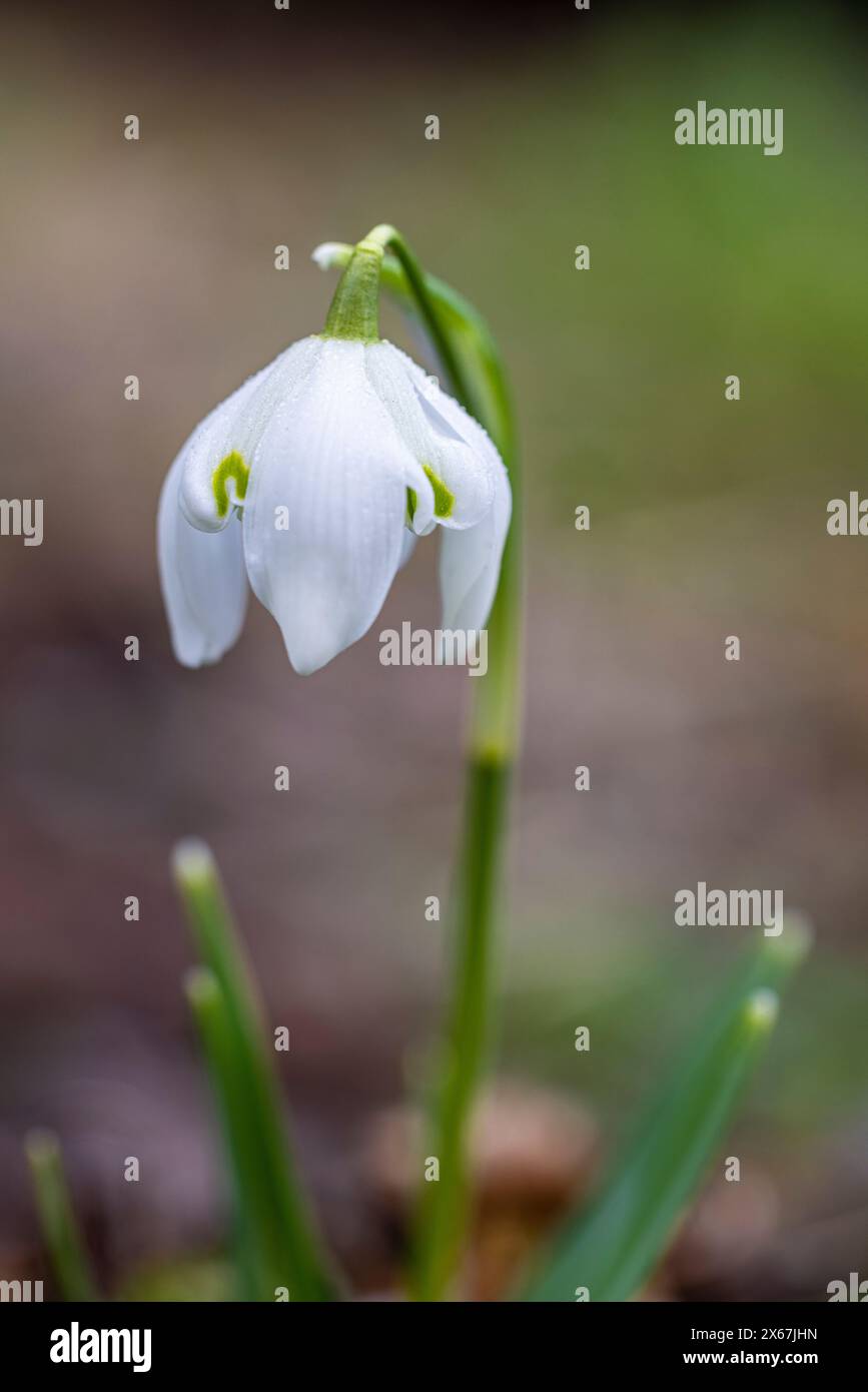 Noueuse de printemps en fleur (Leucojum vernum) Banque D'Images