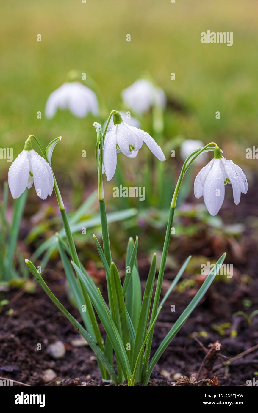 Gouttes de neige fleuries (Galanthus) Banque D'Images