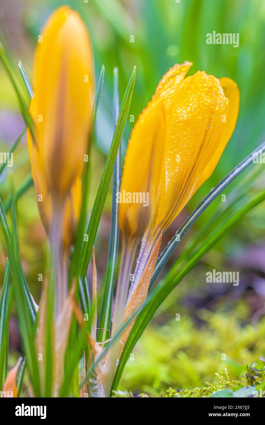 Fleurs printanières, crocus (Crocus), gouttes de rosée Banque D'Images