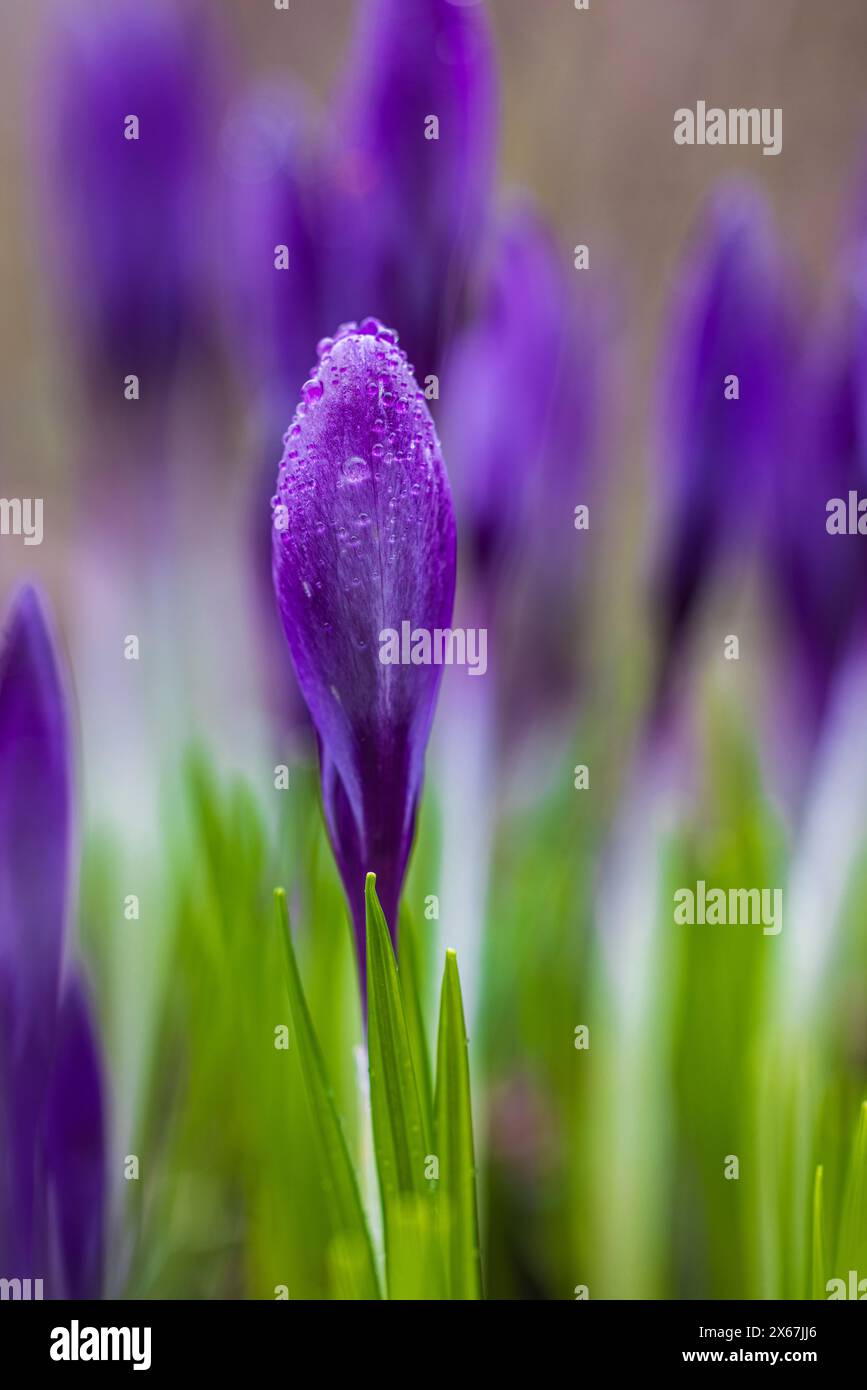 Fleurs de printemps, crocodiles (Crocus) Banque D'Images