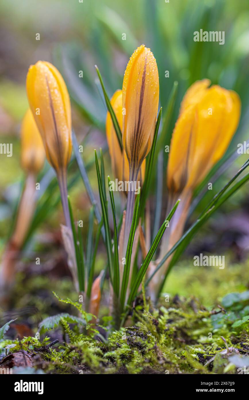 Fleurs printanières, crocus (Crocus), gouttes de rosée Banque D'Images