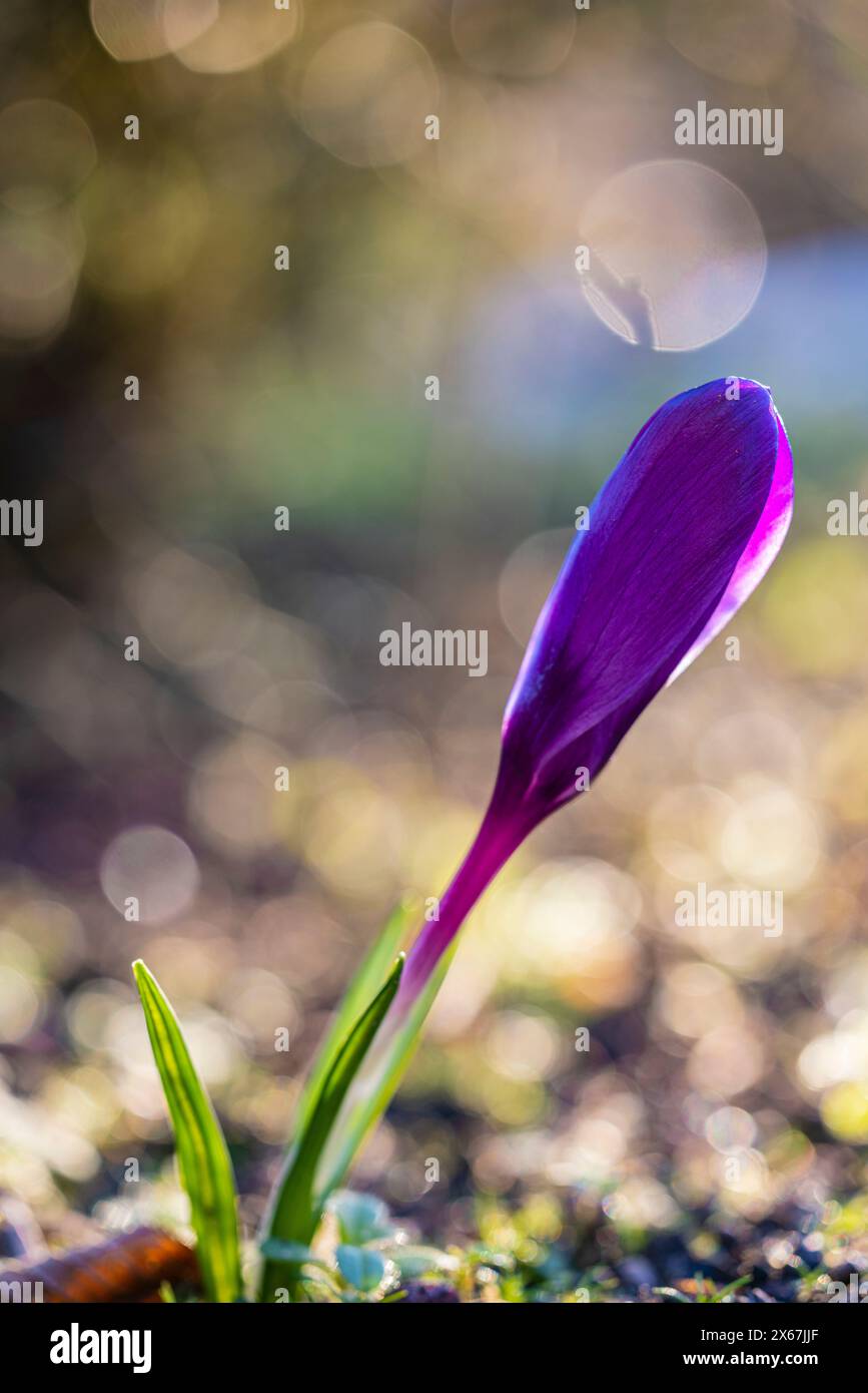 Fleurs de printemps, crocodiles (Crocus) Banque D'Images